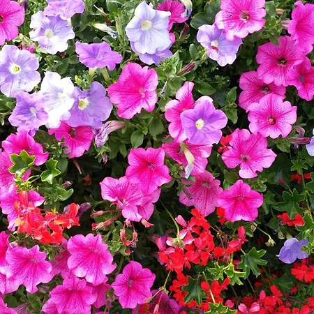 A L'étoile D'or Batzendorf